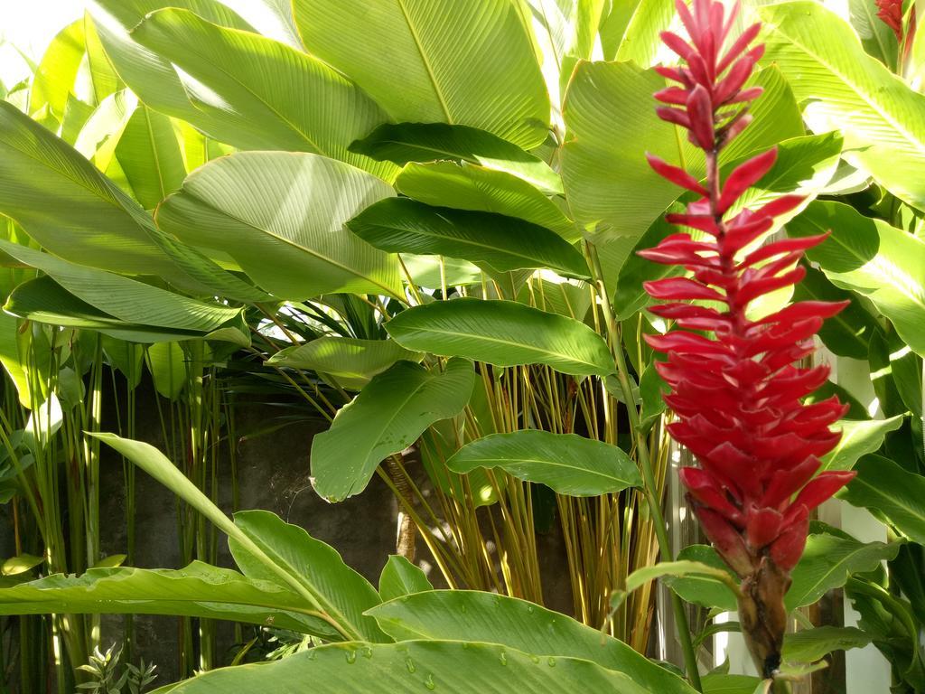 Villa Esa Ubud Buitenkant foto